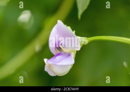 Lila Magenta Blume über grün verwischen Hintergrund Stockfoto