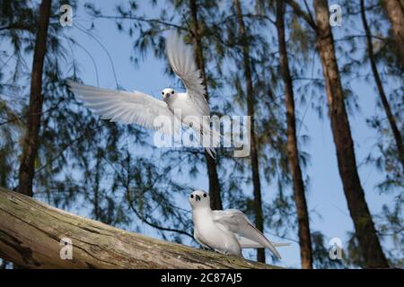 Seeschwalbe oder Feenschwalbe, Gygis alba rothschildi, Sand Island, Midway Atoll National Wildlife Refuge, Papahanaumokuakea Marine National Monument, USA Stockfoto