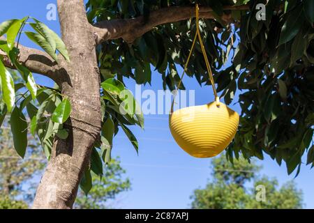 Vogel Fütterung Wassertopf hängen an Baum über blauen Himmel Stockfoto