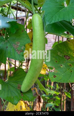 Frische Bio-Flasche Kürbis vegetable hängend im Feld Stockfoto