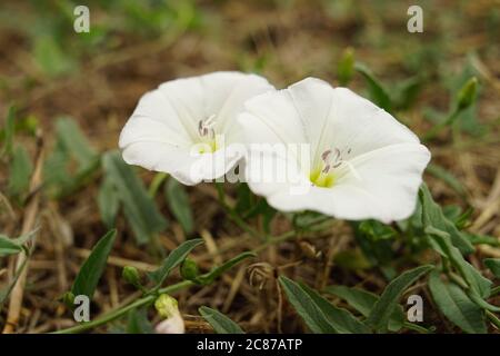 Birke Bindenweed Pflanze, frische zarte Blumen wachsen in der Nähe des Gartens. Stockfoto