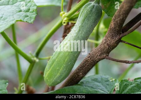 Frische Gurke über grünem burly Hintergrund, selektiver Fokus Stockfoto