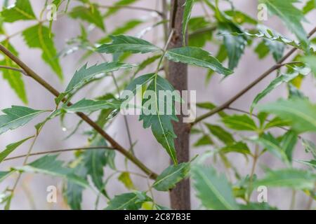 Azadirachta oder Neem-Baum Blätter, Nimtree oder indischen Flieder. Auch bekannt als ayurvedische Medizin Stockfoto