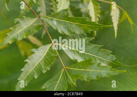 Azadirachta oder Neem-Baum Blätter, Nimtree oder indischen Flieder. Auch bekannt als ayurvedische Medizin Stockfoto