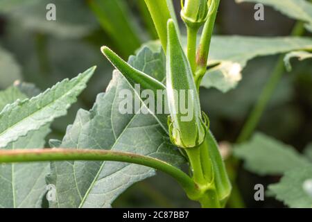 Okra oder Dame Finger wächst in der Farm, selektive Fokus Stockfoto