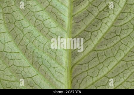 Sehr detaillierte Bild von grünen Blatt Textur, Hintergrund Stockfoto