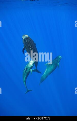 Erwachsene und Jugendliche Kurzflossentäuberwale, Globicephala macrorhynchus, Geselligkeit im offenen Ozean, Kona, Hawaii ( die große Insel ), USA, Pazifik Stockfoto