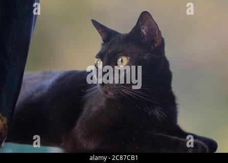 Porträt einer schwarzen Katze, die auf einem Tisch neben einer Vase liegt. Stockfoto