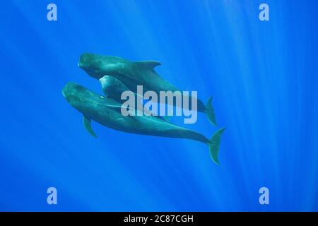 Jungvogel Kurzflossental, Globicephala macrorhynchus, schwimmend durch offenes Meer, eingeklemmt zwischen zwei schützenden Erwachsenen, Kona, Hawaii, USA Stockfoto