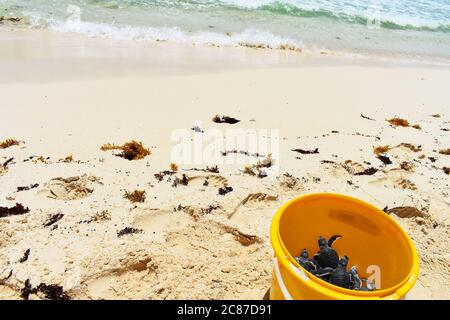 Brütschende Grüne Meeresschildkröten (Chelonia mydas) in einem leuchtend gelben Eimer, nachdem sie vom Nest gesammelt wurden, warten auf die Freilassung in das Karibische Meer. Stockfoto