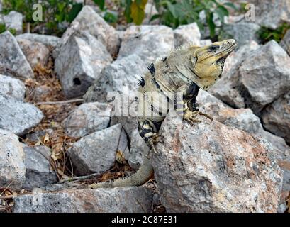 Ein grüner Leguan (Leguan Leguan) auf den Ruinen auf Uxmal, einer alten Maya-Stadt auf der Yucatan Halbinsel von Mexiko. Stockfoto