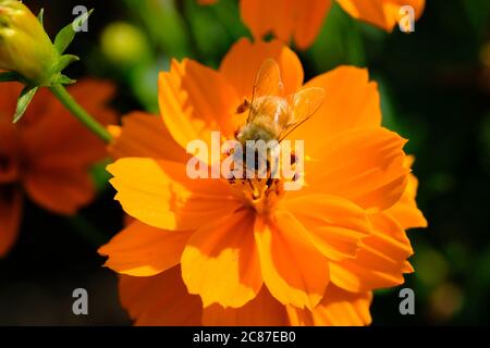 Honigbiene (APIs mellifera) sammelt Pollen auf einem orangen Kosmos (Cosmos sulfureus) in einem Glebe-Garten, Ottawa, Ontario, Kanada. Stockfoto