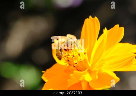 Honigbiene (APIs mellifera) mit Pollen bedeckt auf einem gelben Kosmos (Cosmos sulfureus) in einem Glebe-Garten, Ottawa, Ontario, Kanada. Stockfoto