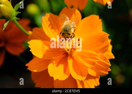Honigbiene (APIs mellifera) sammelt Pollen auf einem orangen Kosmos (Cosmos sulfureus) in einem Glebe-Garten, Ottawa, Ontario, Kanada. Stockfoto