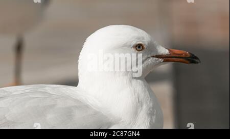 Detailreiche Nahaufnahme der urbanen Möwe in Australien, klare Augen und federiger Schnabel. Stockfoto