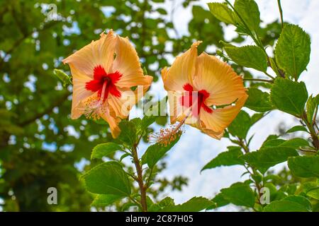 Wite Chaina Rose Mandar Blume Auf Baum Im Garten. Stockfoto