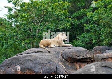 Löwin (Löwin) sitzt auf einem Felsen mit grünem Hintergrund Stockfoto