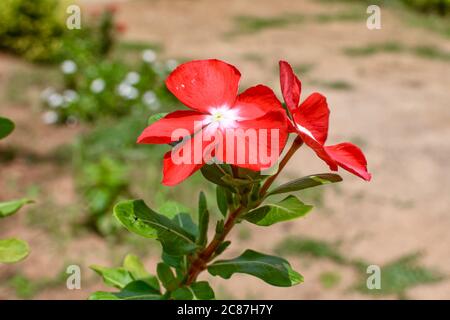 Rote Tecoma Blumen Mit Grünen Blättern & Ästen Auf Baum. 04 Stockfoto