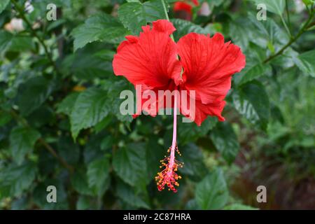 Rote Chaina Rose Oder Mandar Blume Mit Grünen Blättern & Ästen Im Garten. Stockfoto