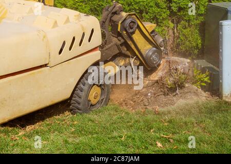 Mann schneidet eine gestürzte Stumpf Mühle Maschine entfernen in Aktion in gefährlichen Arbeiten. Stockfoto