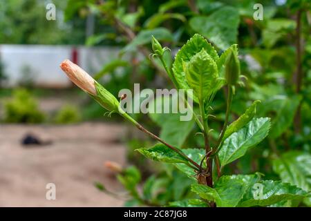 Knospe Der Witte Chaina Rose Mandar Blume Auf Baum Im Garten. Stockfoto