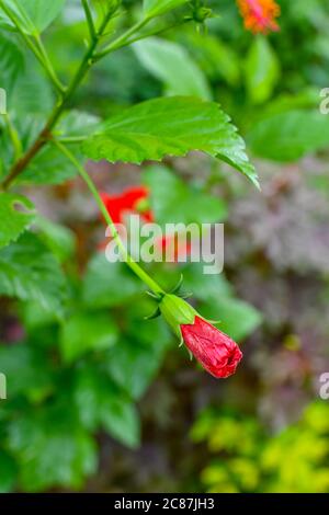 Knospe Der Roten Chaina Rose Oder Mandar Blume Mit Grünen Blättern & Zweigen Im Garten. Stockfoto