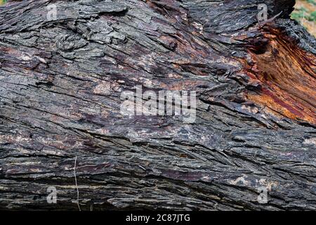 Babool Baum Holz Hintergrund Textur Bild Bei Outdoor. Stockfoto