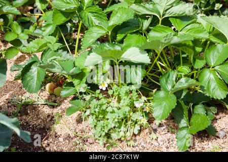 Frische Erdbeerpflanzen Natur Hintergrund. Stockfoto