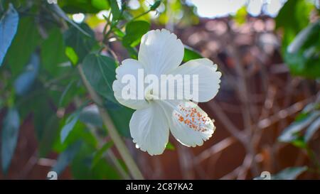 Weiße Chaina Rose Mandar Blume Mit Grünen Blättern & Ästen Im Garten 01 Stockfoto