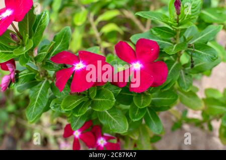 Rote Tecoma Blumen Mit Grünen Blättern & Ästen Auf Baum. 01 Stockfoto