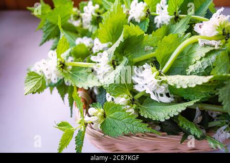 Weiß tot - Brennnessel, Lamium Album, Unkraut blüht close-up, selektiver Fokus, flacher Freiheitsgrad. Medizinische Kraut in natürlichen Lebensraum Stockfoto
