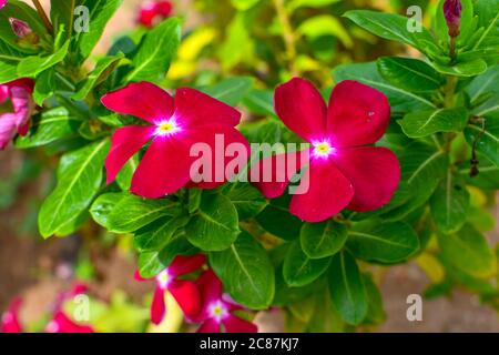 Rote Tecoma Blumen Mit Grünen Blättern & Ästen Auf Baum. Stockfoto