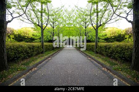 Grüner Ginkgo-Baum am Straßenrand in Japan Stockfoto