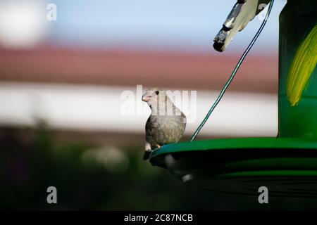 Kleiner brauner und olivfarbener Barbados-Bullfink oder Loxigilla barbadensis, der zwischen Schnabel mit Samen isst und auf einem grünen Futterhäuschen im Freien sitzt. Stockfoto