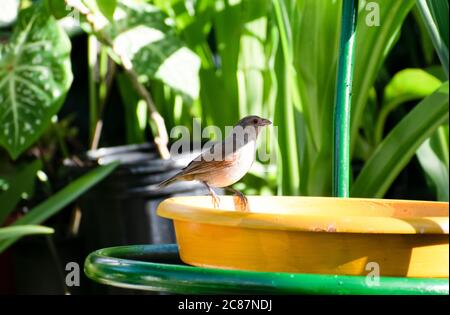 Seitenansicht eines kleinen braunen und olivfarbenen Barbados-Bullfinkens oder Loxigilla barbadensis, der an einem sonnigen Tag am Rand einer gelben Schale steht. Stockfoto