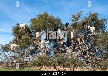 Ziegen ruhen in Argan Baum (Argania spinosa) in Marokko Stockfoto