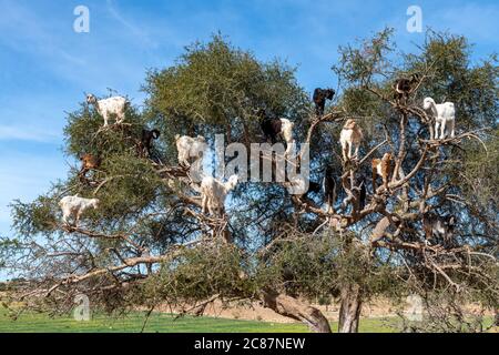 Ziegen ruhen in Argan Baum (Argania spinosa) in Marokko Stockfoto