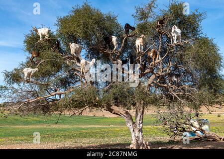 Ziegen ruhen in Argan Baum (Argania spinosa) in Marokko Stockfoto