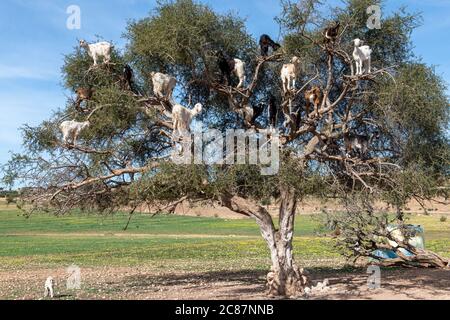 Ziegen ruhen in Argan Baum (Argania spinosa) in Marokko Stockfoto