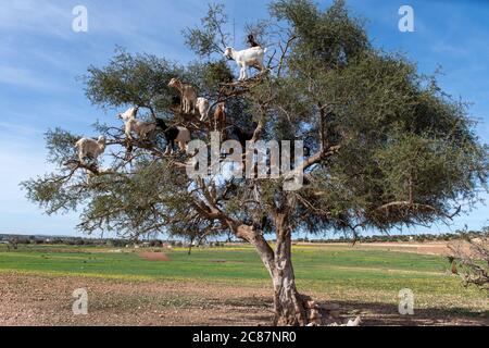 Ziegen ruhen in Argan Baum (Argania spinosa) in Marokko Stockfoto