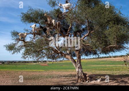 Ziegen ruhen in Argan Baum (Argania spinosa) in Marokko Stockfoto