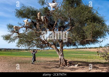 Ziegen ruhen in Argan Baum (Argania spinosa) in Marokko Stockfoto