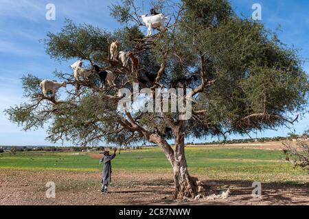 Ziegen ruhen in Argan Baum (Argania spinosa) in Marokko Stockfoto