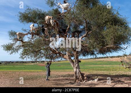 Ziegen ruhen in Argan Baum (Argania spinosa) in Marokko Stockfoto