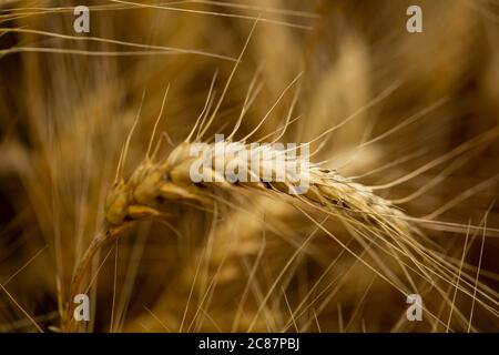 Winterweizen erwartet die Ernte in einem kanadischen Bauernfeld. Stockfoto