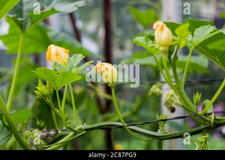 Junger Kürbis im Garten. Gelbe Kürbisblume. Stockfoto