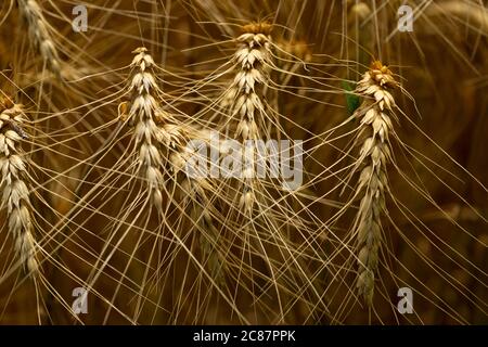 Winterweizen erwartet die Ernte in einem kanadischen Bauernfeld. Stockfoto