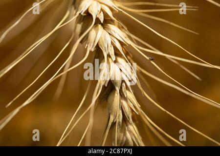 Winterweizen erwartet die Ernte in einem kanadischen Bauernfeld. Stockfoto