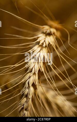 Winterweizen erwartet die Ernte in einem kanadischen Bauernfeld. Stockfoto