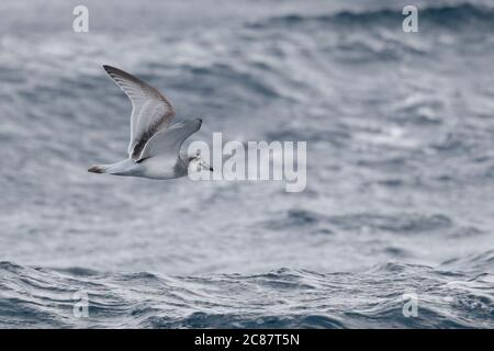 Broad-billed Prion (Pachyptila vittata) - Seitenansicht im Flug über den Atlantik bei Tristan Da Cunha 9. April 2018 Stockfoto